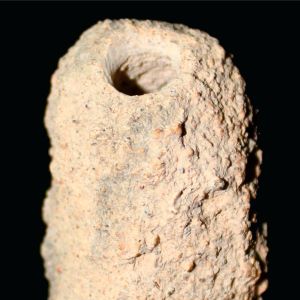 Leptopius droponti_Australia_97